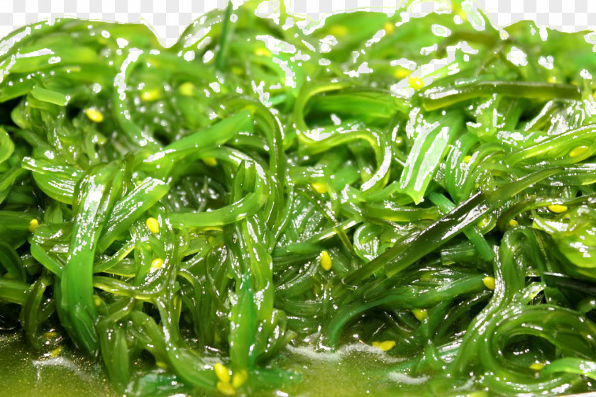 Spirulina Free Downloads Vegetarian Cuisine Algae Vegetarianism Seaweed PNG
