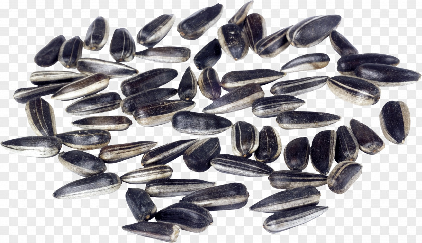 Sunflower Seed Common Sowing PNG