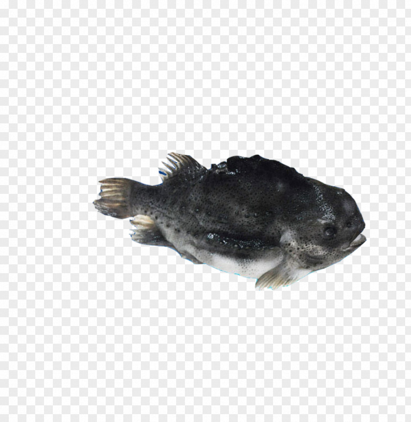 The Boat On Frozen Sea Fish Grouper Seafood PNG