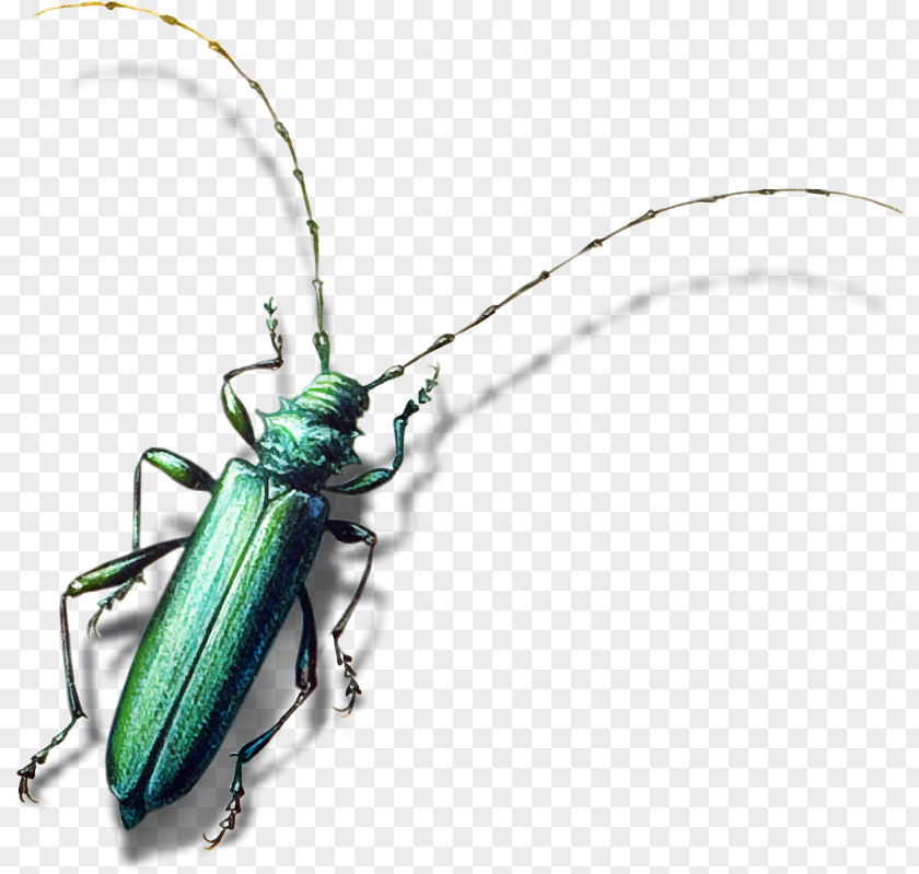 Animals, Birds And Insects Element Insect Bird Longhorn Beetle Animal PNG