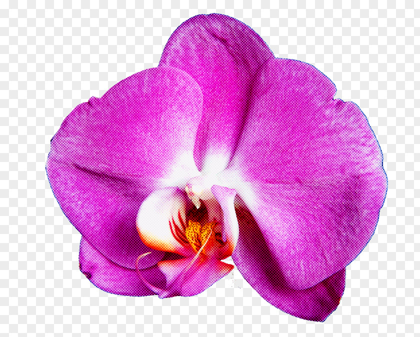 Flower Petal Violet Purple Plant PNG