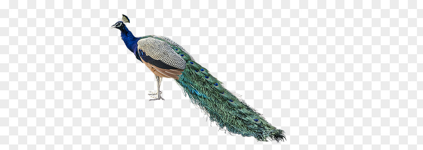 Peacock PNG clipart PNG
