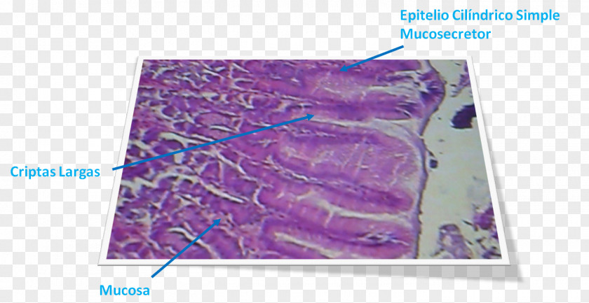 Pil Organism PNG