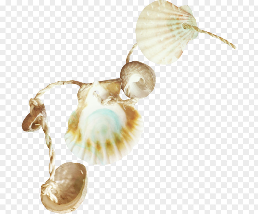 Sea Seashell Ocean Clip Art PNG