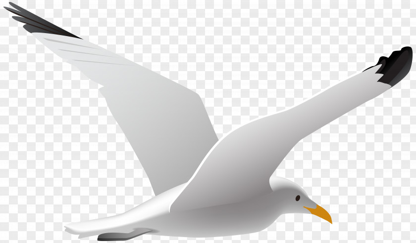 Seagull Clip Art Image Gulls Bird PNG