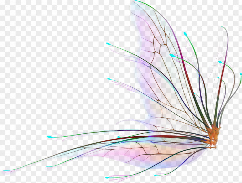 Feather PNG