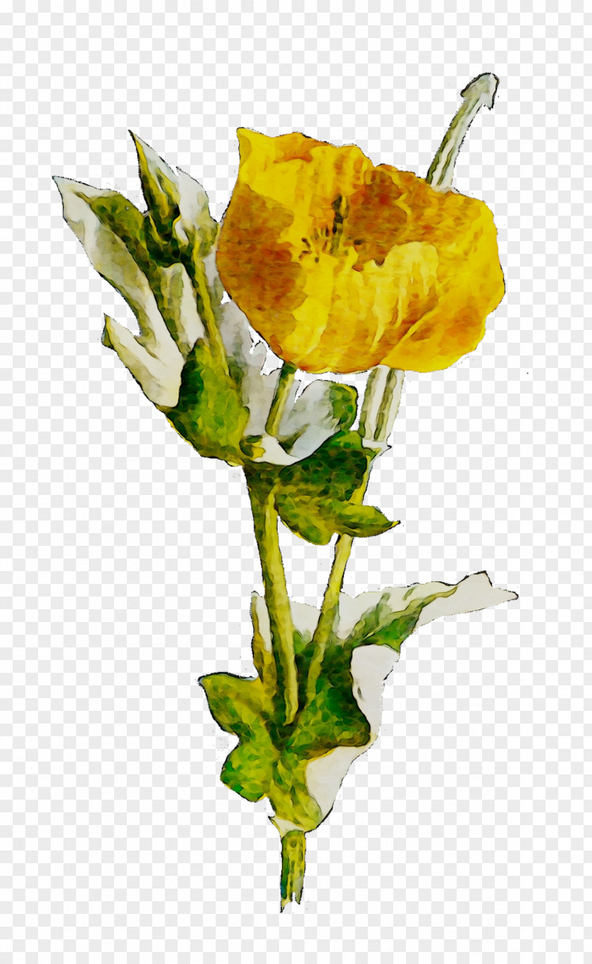 Garden Roses Cut Flowers Yellow Plant Stem PNG