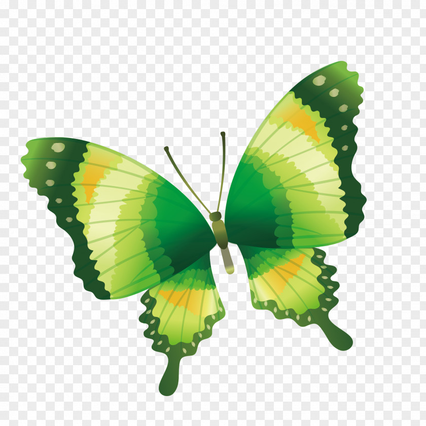 Hand Painted Green Butterfly Drawing Clip Art PNG