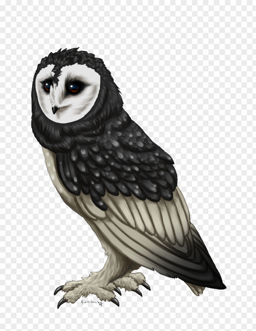 Soot Bird Of Prey Owl Beak Feather PNG