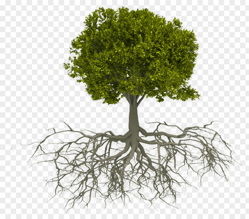 Tree Plant Root Woody Grass PNG