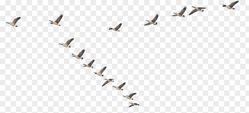 Bird Migration Casualty Animal Font PNG