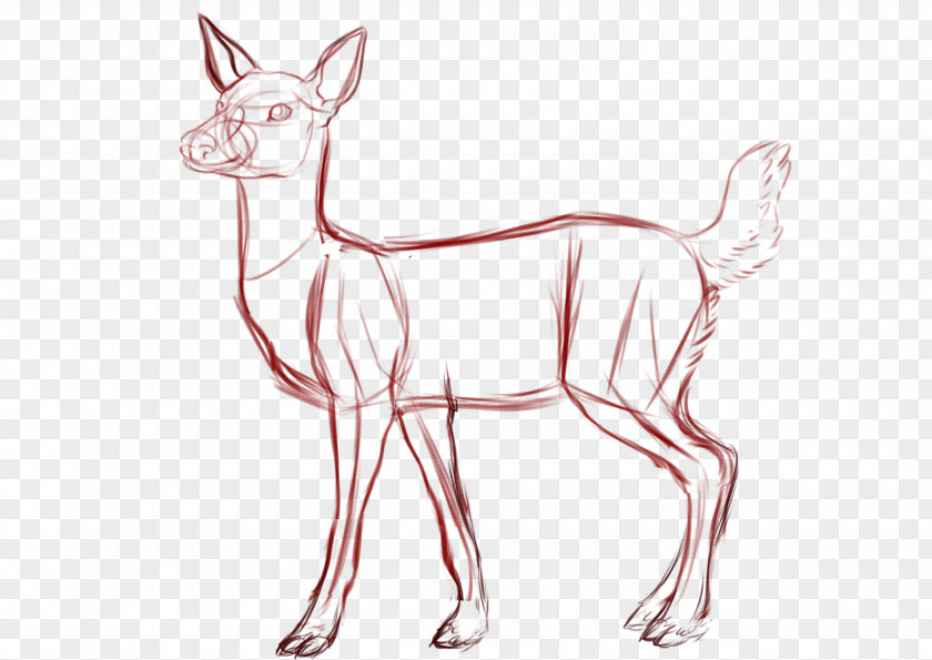Deer White-tailed Drawing Sketch PNG