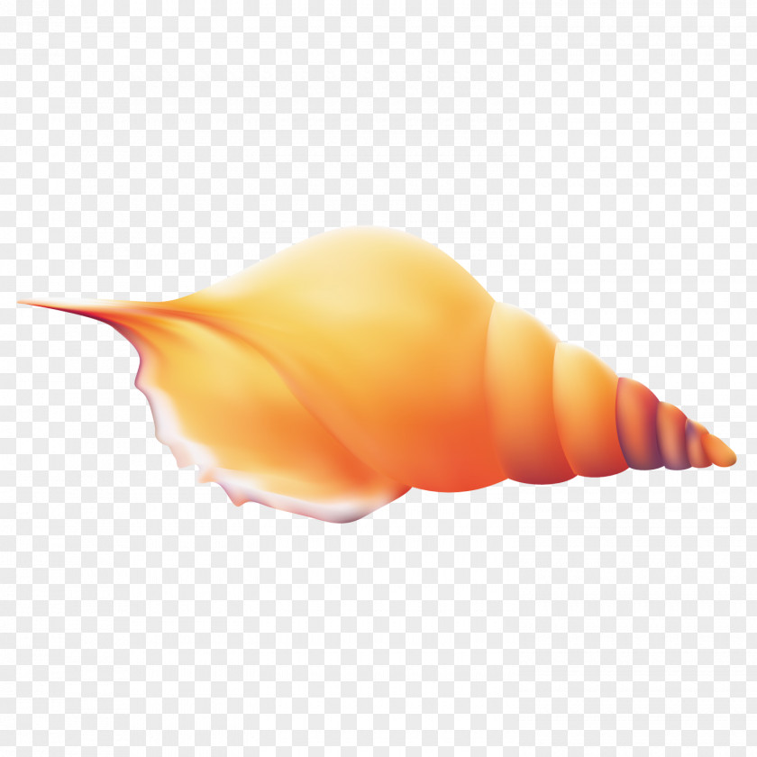 Exquisite Conch Seashell PNG