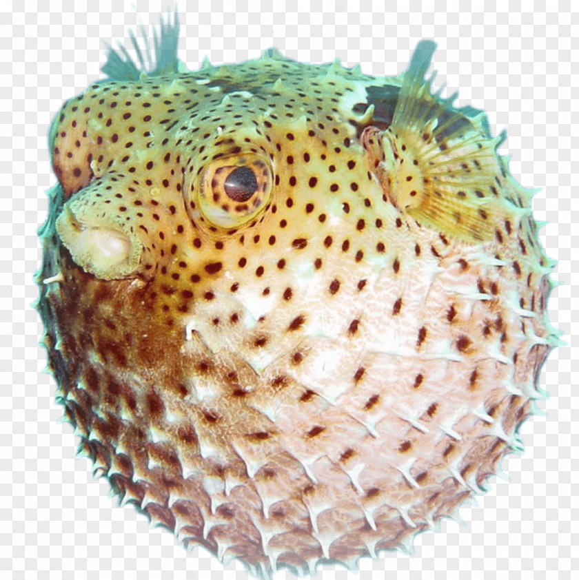 Group Of Fish Fugu Animal Marine Biology Food Life PNG