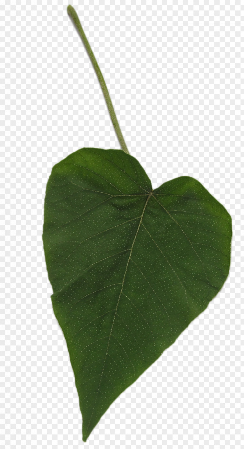 Leaf Author Plant Stem Web Banner PNG