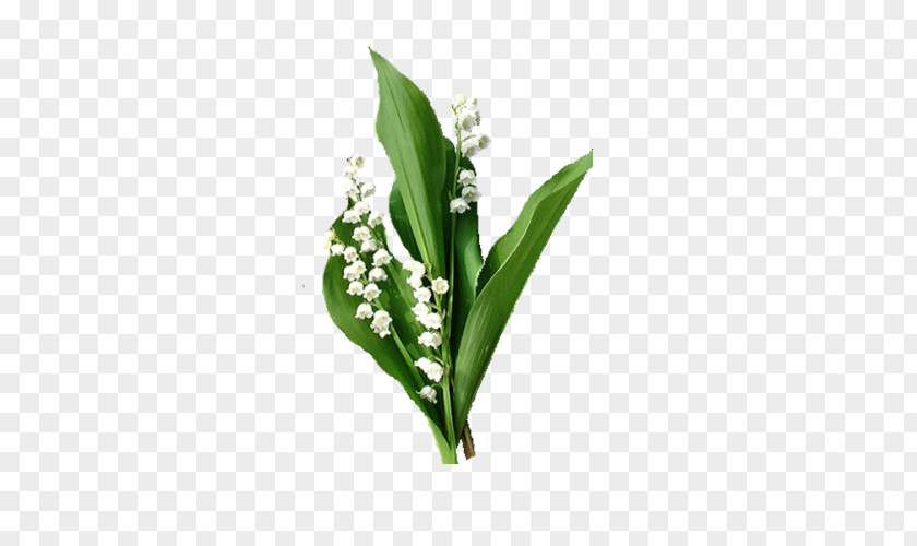 Lily Of The Valley Animaatio 1 May PNG