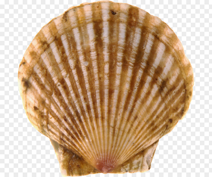Seashell Cockle Conchology Google Images PNG