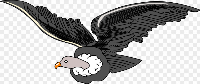 Vulture Bird Condor Clip Art PNG