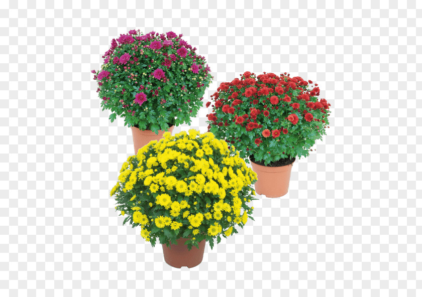 Aldi Pattern Flowerpot Chrysanthemum Floral Design Flyer PNG