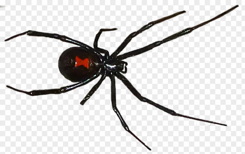 Black Widow San Diego Zoo Stock DeviantArt Credit PNG