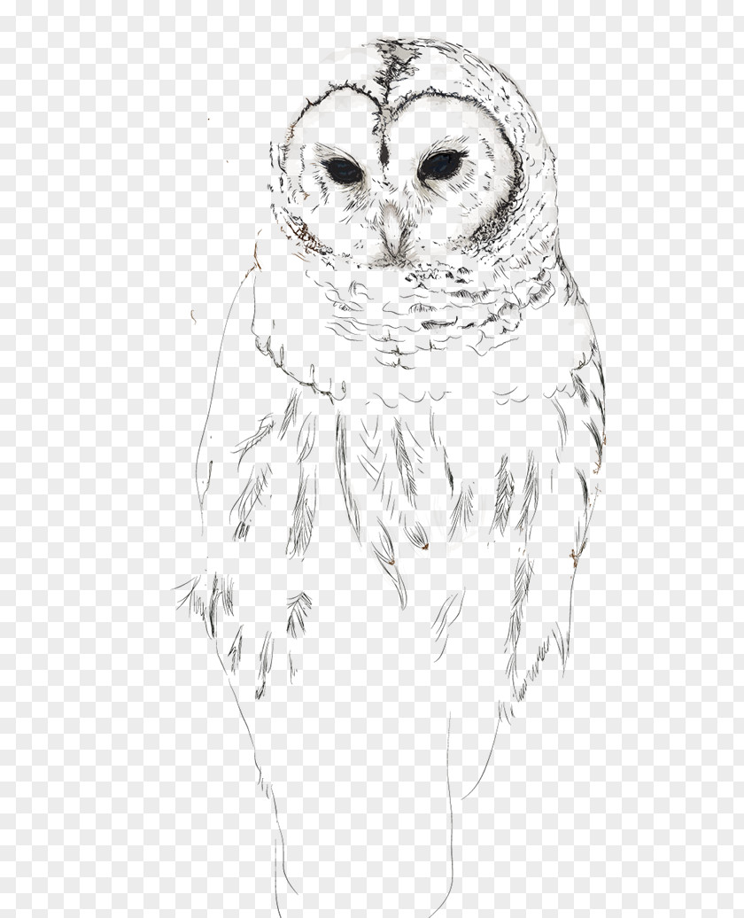 Owl Beak Bird Sketch PNG