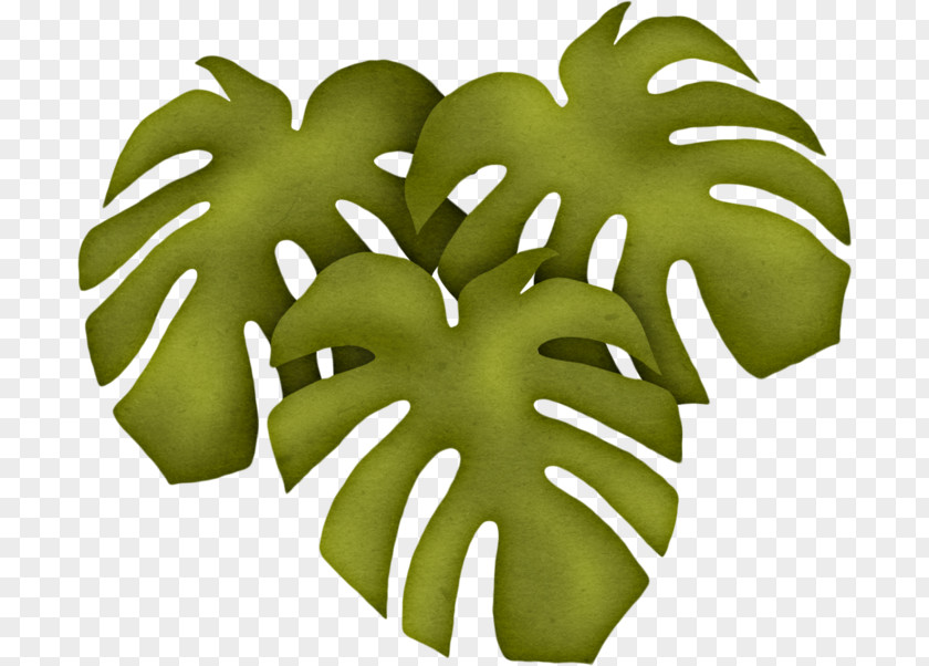 Tree Leaf Fruit PNG