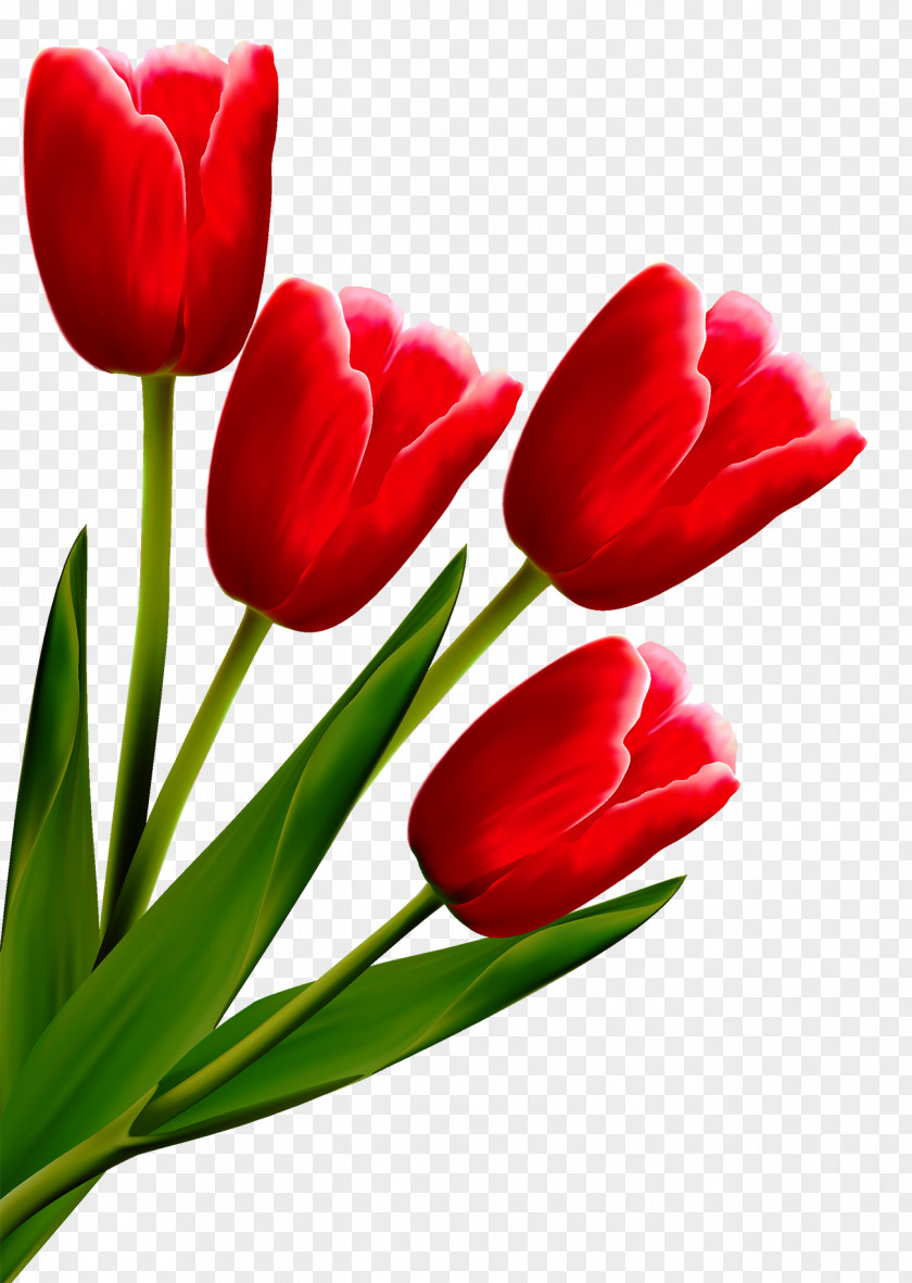 Tulip Drawing Flower Line Art PNG