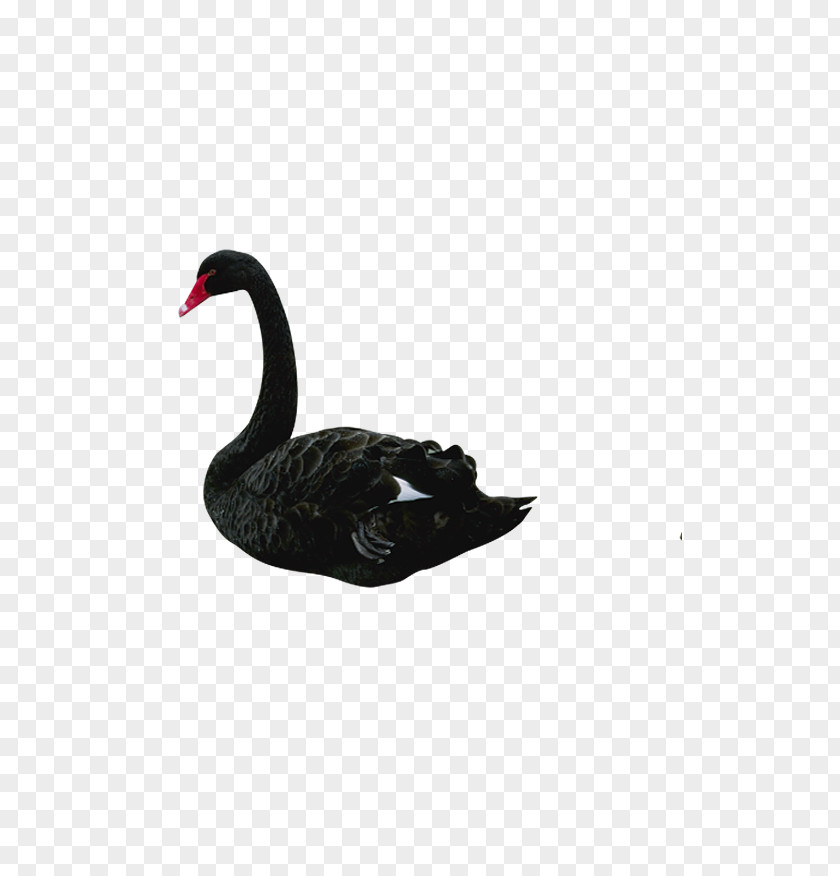 Black Swan The Swan: Impact Of Highly Improbable Bird Theory Clip Art PNG