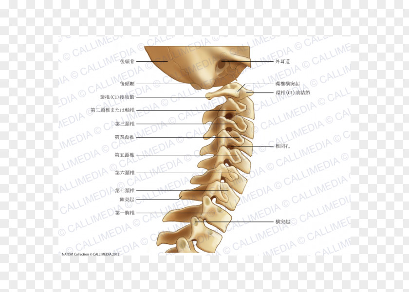 Cervical Vertebra Atlas Vertebrae Vertebral Column Anatomy Neck Pain PNG