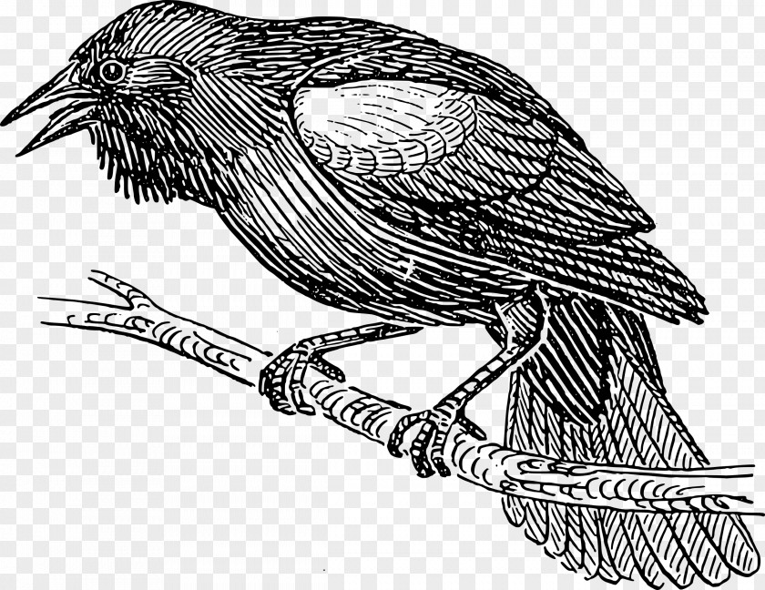 Crow Bird Line Art Drawing Clip PNG