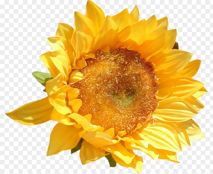 False Sunflower Sunstruck Vector Graphics Information University Royalty-free Illustration PNG