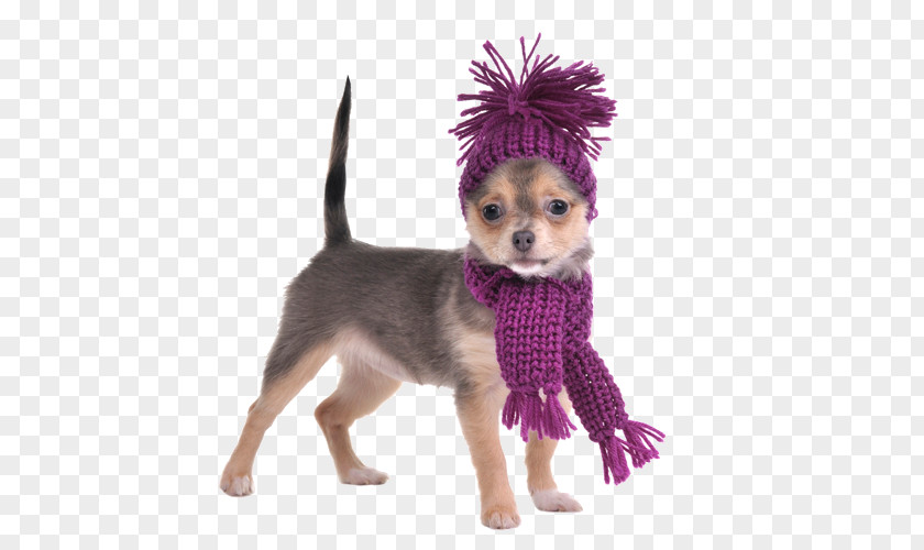 Arabs Wearing Scarf Chihuahua Yorkshire Terrier Puppy Stock Photography PNG