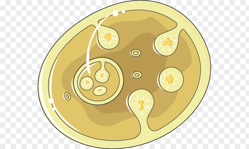 Cystic Echinococcosis Echinococcus Granulosus Disease PNG