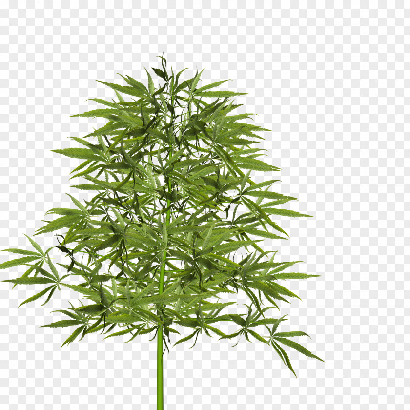 Hemp Rope Dill Tree Plant Food Japanese Maple PNG