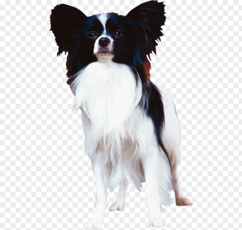 Papillon Dog Phalène Breed Companion Canidae PNG