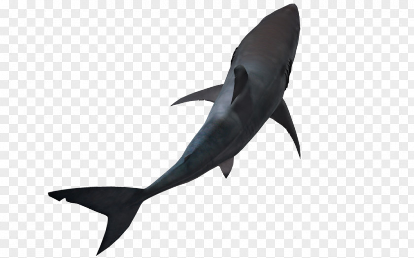 Sharks Great White Shark Lamniformes Hammerhead PNG