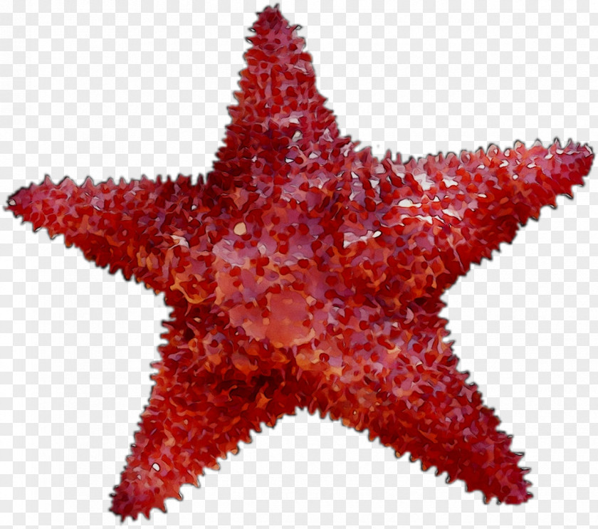 Starfish Clip Art Image Desktop Wallpaper PNG