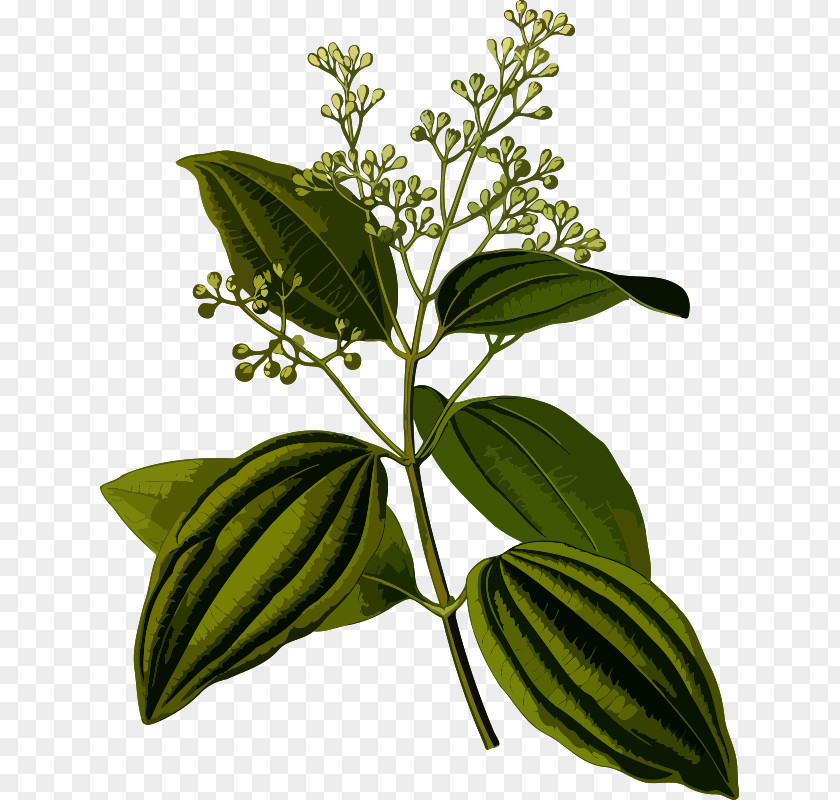 Cinnamon Bark Köhler's Medicinal Plants Indian Cuisine Sri Lanka Chinese PNG