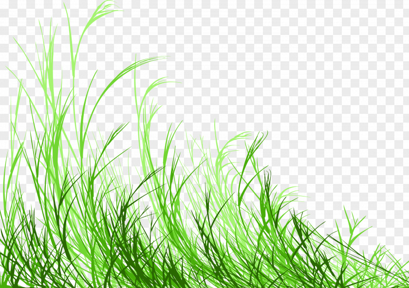 Grass Royalty-free Photography PNG