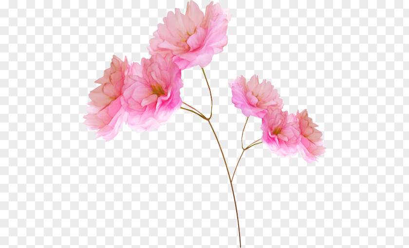 Pink Flower Flowers PNG