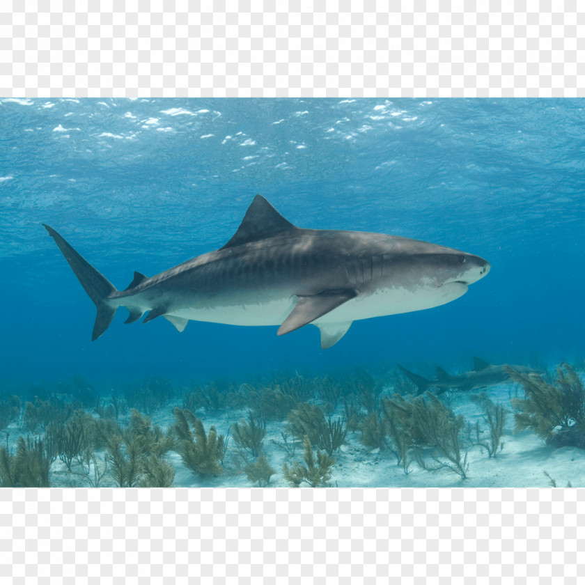 Shark Tiger Great White Canvas Print PNG