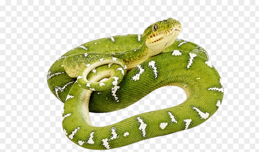 Snake Snakes Smooth Green Clip Art Vipers Reptile PNG