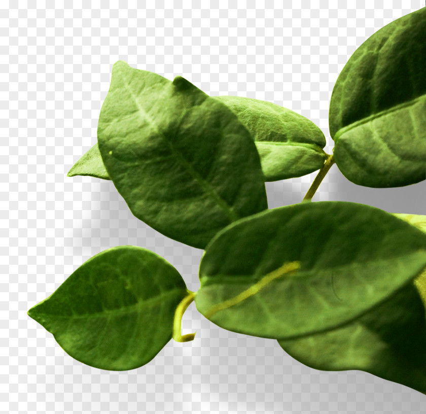 Beautiful Fresh Tea Leaves Leaf PNG