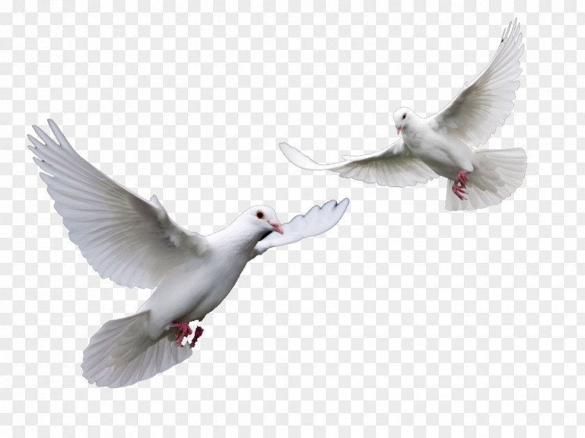 Doves Wedding Bird Columbidae Domestic Pigeon PNG
