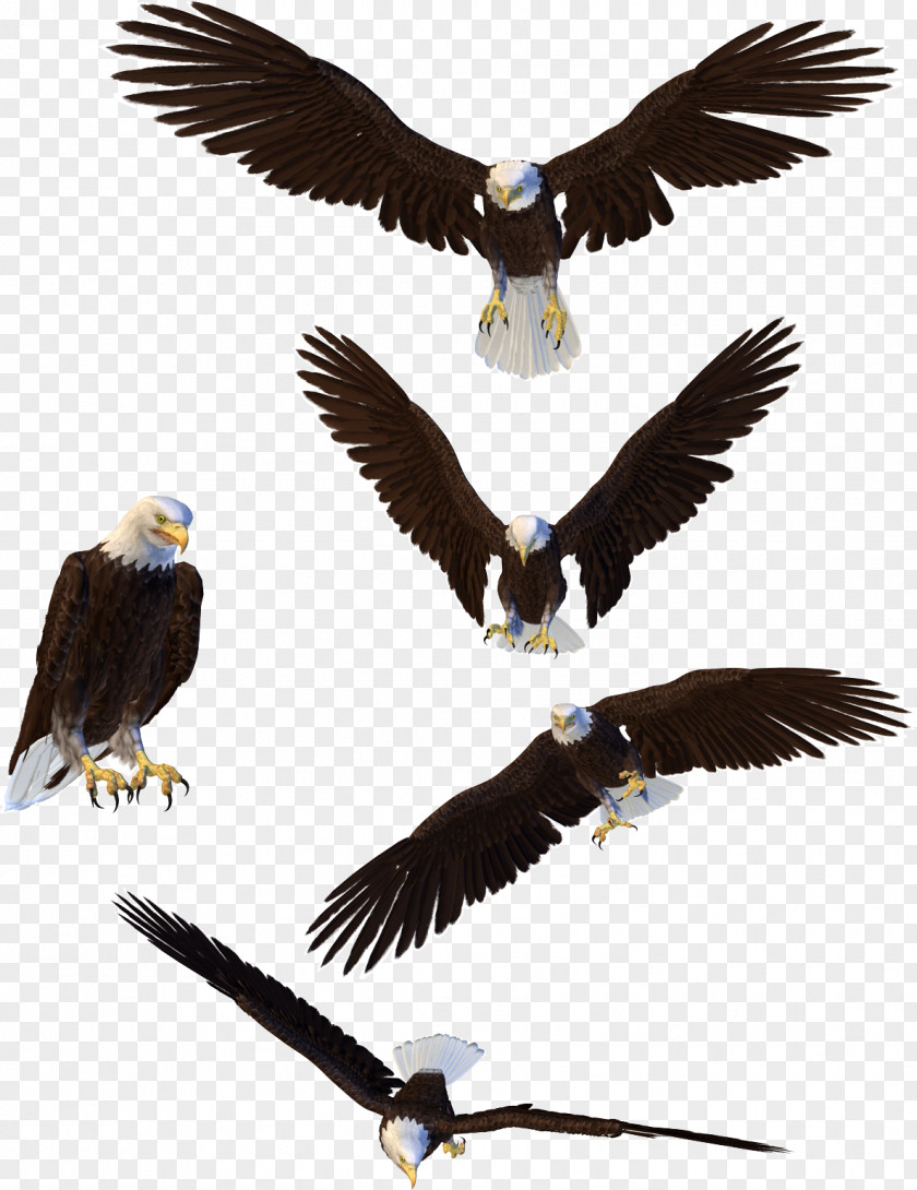 Eagle Bald Clip Art PNG