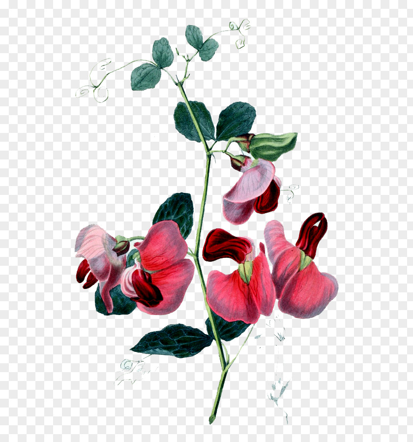 Mysterious Beautiful Hand-painted Flowers Sweet Pea Flower Passiflora Alata Birthday PNG