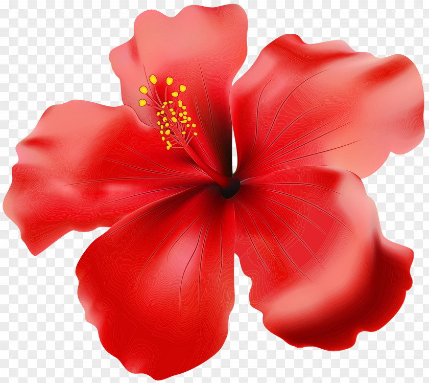 Plant Chinese Hibiscus Flowering Petal Red Flower PNG
