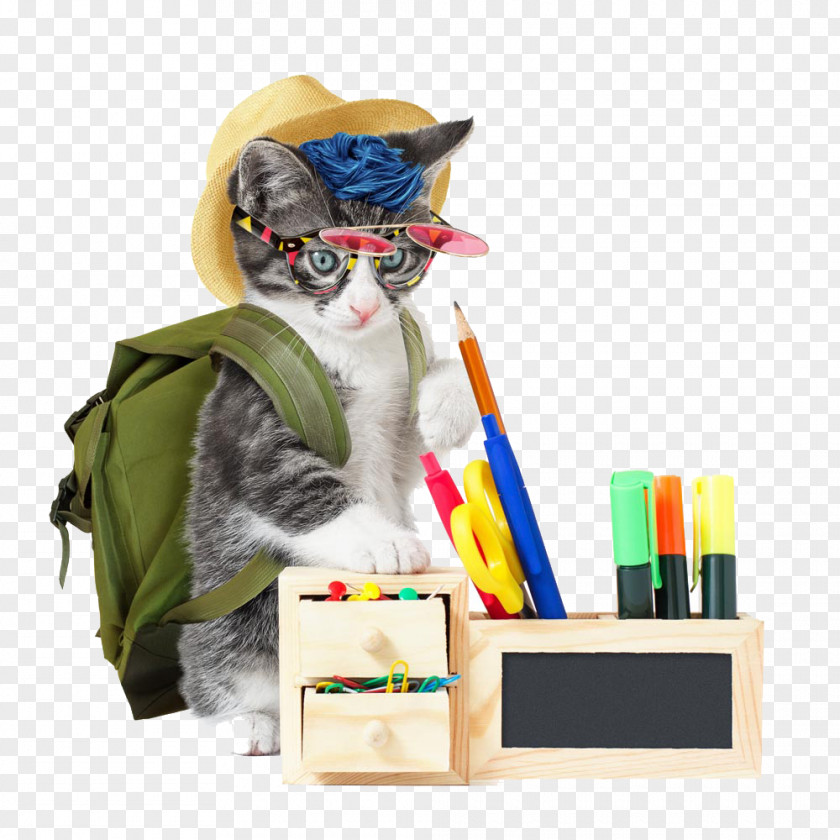 Studious Cat Stock Photography Royalty-free PNG
