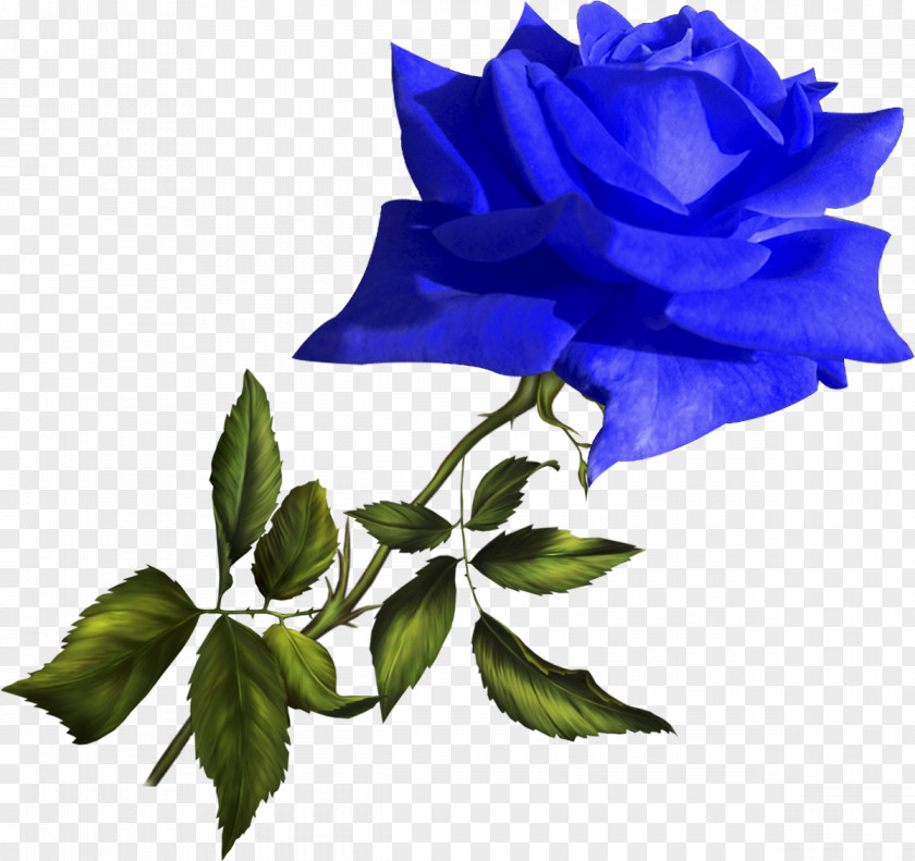 Blue Flower Footage Garden Roses Yellow Clip Art PNG