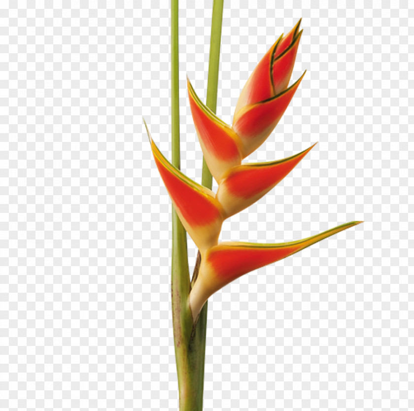 Hippeastrum Cut Flowers Lobster-claws Plant Stem Bud PNG